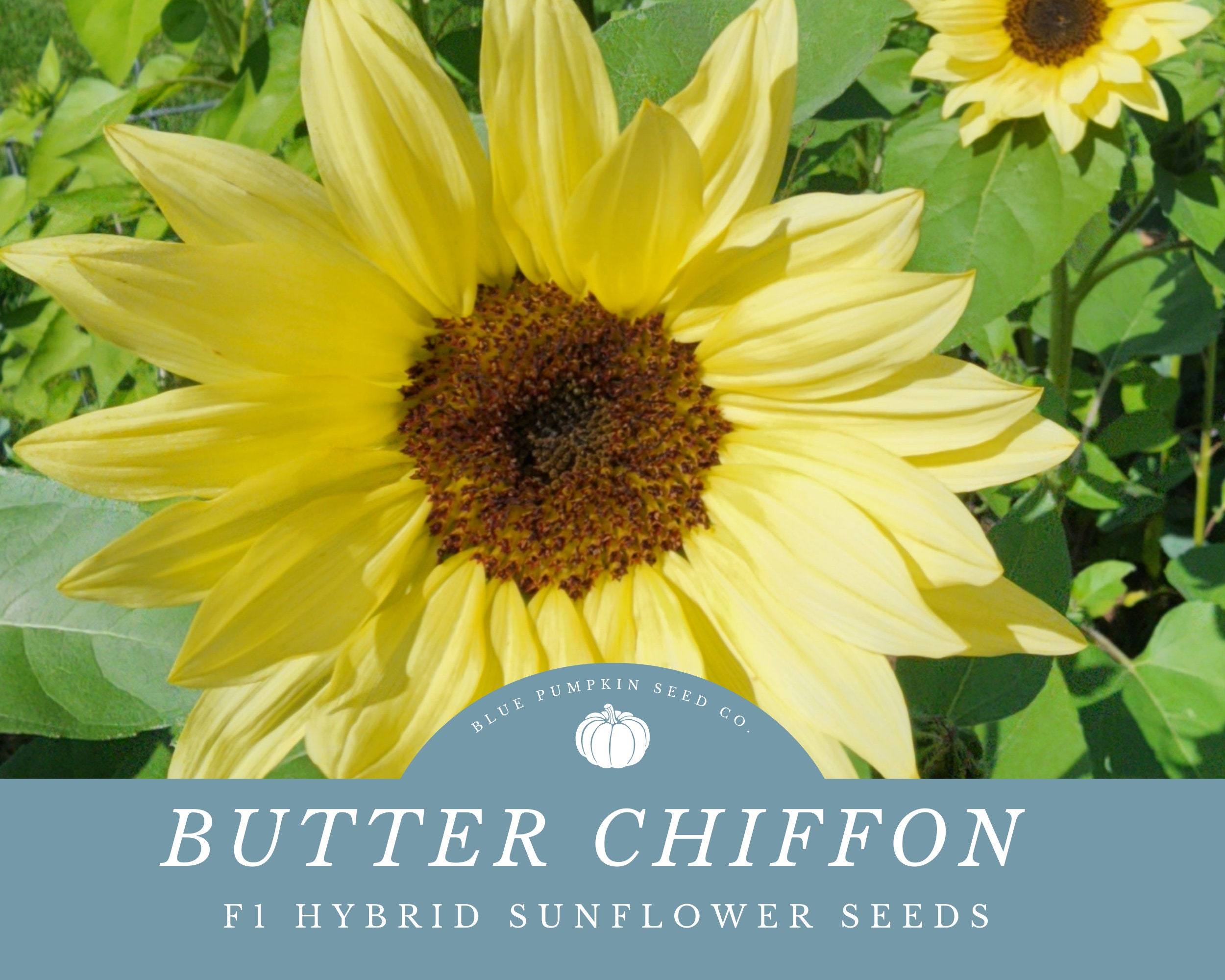 Butter Chiffon Sunflower (F1) Seeds Will Add a Touch of Butter Chiffon Sunflower (F1) Seeds Will Add a Touch of