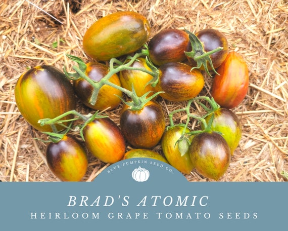 Brad's Atomic Grape tomato seeds: Grow Your Own Colorful Symphony! - Crack Resistant Multi Colored Heirloom Grape Tomatoes