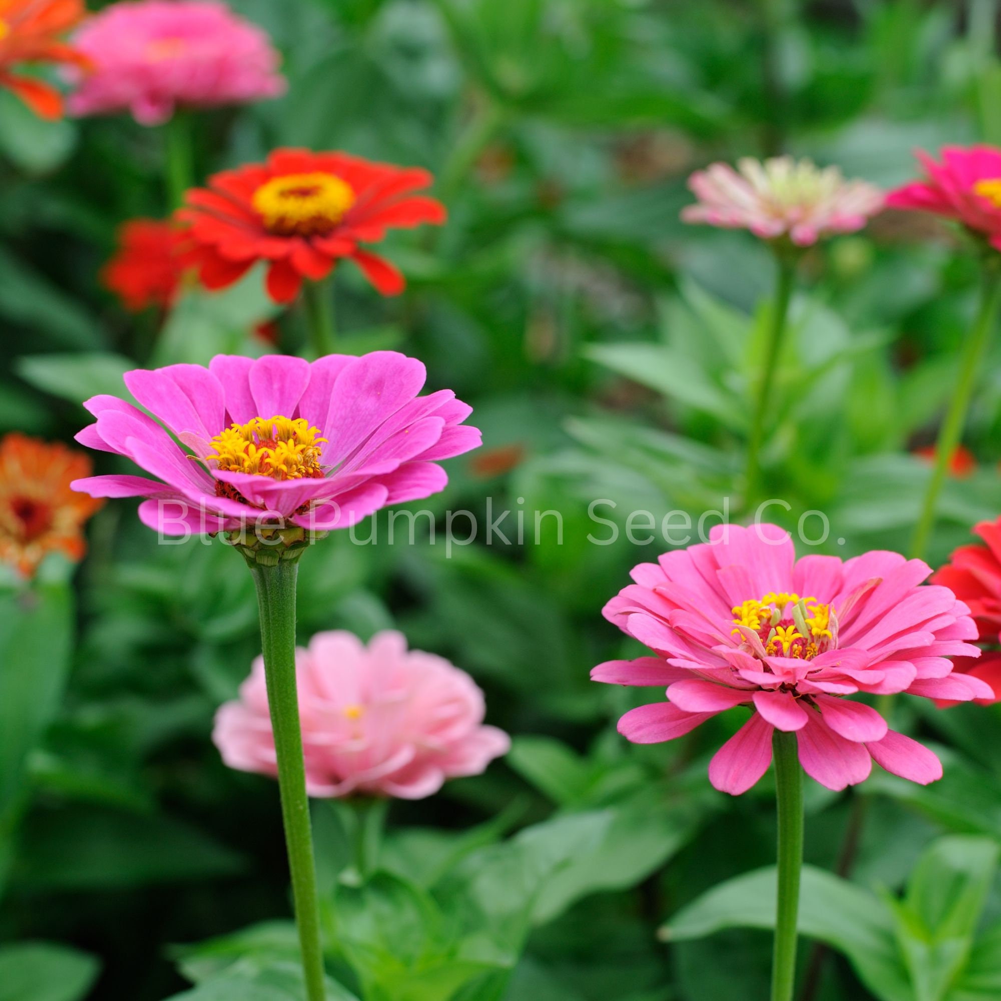 最終値下げ新品soor ploom DunesDress Zinnia 8y s-l500.jpg