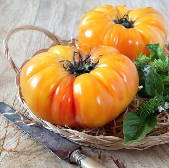 Pineapple Tomato heirloom/ Indeterminate Seeds Black Etsy