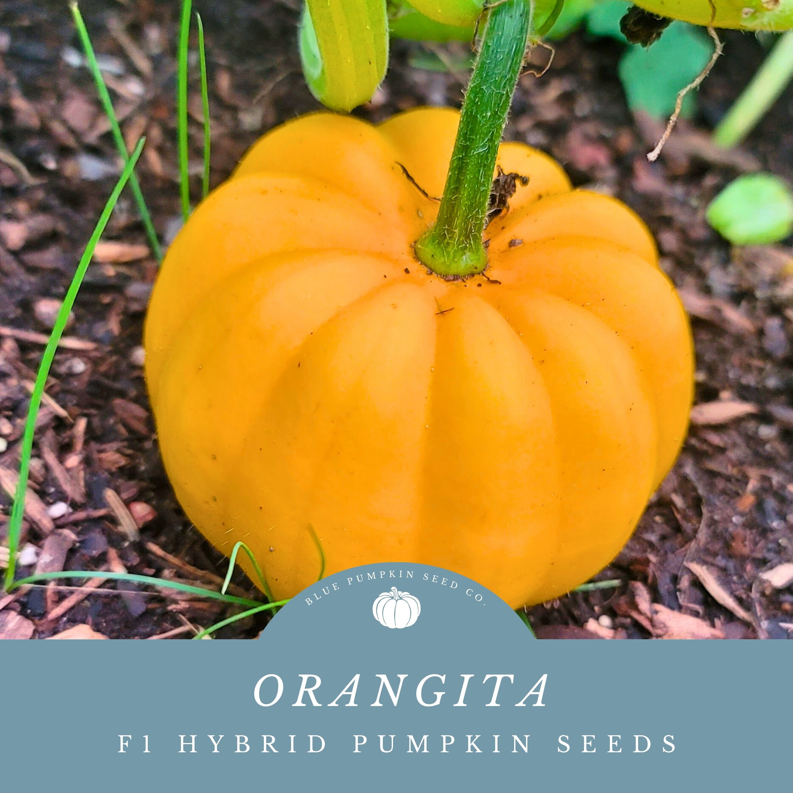 Orangita (F1/c.pepo/PM) seeds: Mini pumpkin, bright orange pumpkin 