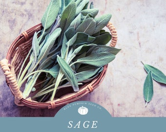 Sage Seeds: Grow Aromatic Grey-Silver Sage For  Gourmet Cooking and Spiritual Cleansing
