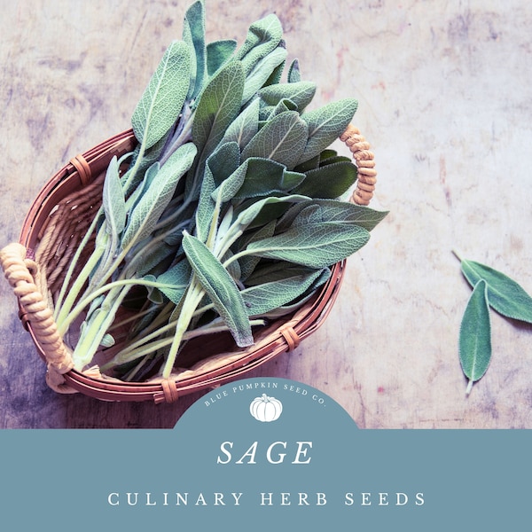 Sage Seeds: Grow Aromatic Grey-Silver Sage For  Gourmet Cooking and Spiritual Cleansing