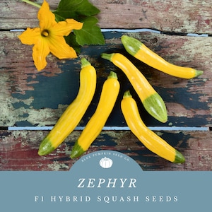May include: Five yellow squash with green tips, arranged on a rustic wooden surface. The squash are all curved and have a smooth texture. The text "ZEPHYR F1 HYBRID SQUASH SEEDS" is printed on a blue label with a white pumpkin logo.