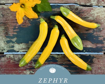 Zephyr Squash (F1/c.pepo) seeds: yellow squash, yellow crook neck squash, squash seeds, Summer squash, open pollinated, non gmo