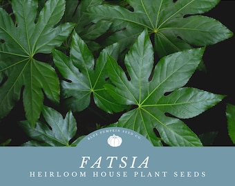 Fatsia Japonica house plant seeds: Grow Your Own Japanese Aralia and Bring Elegance to Your Home Or Garden