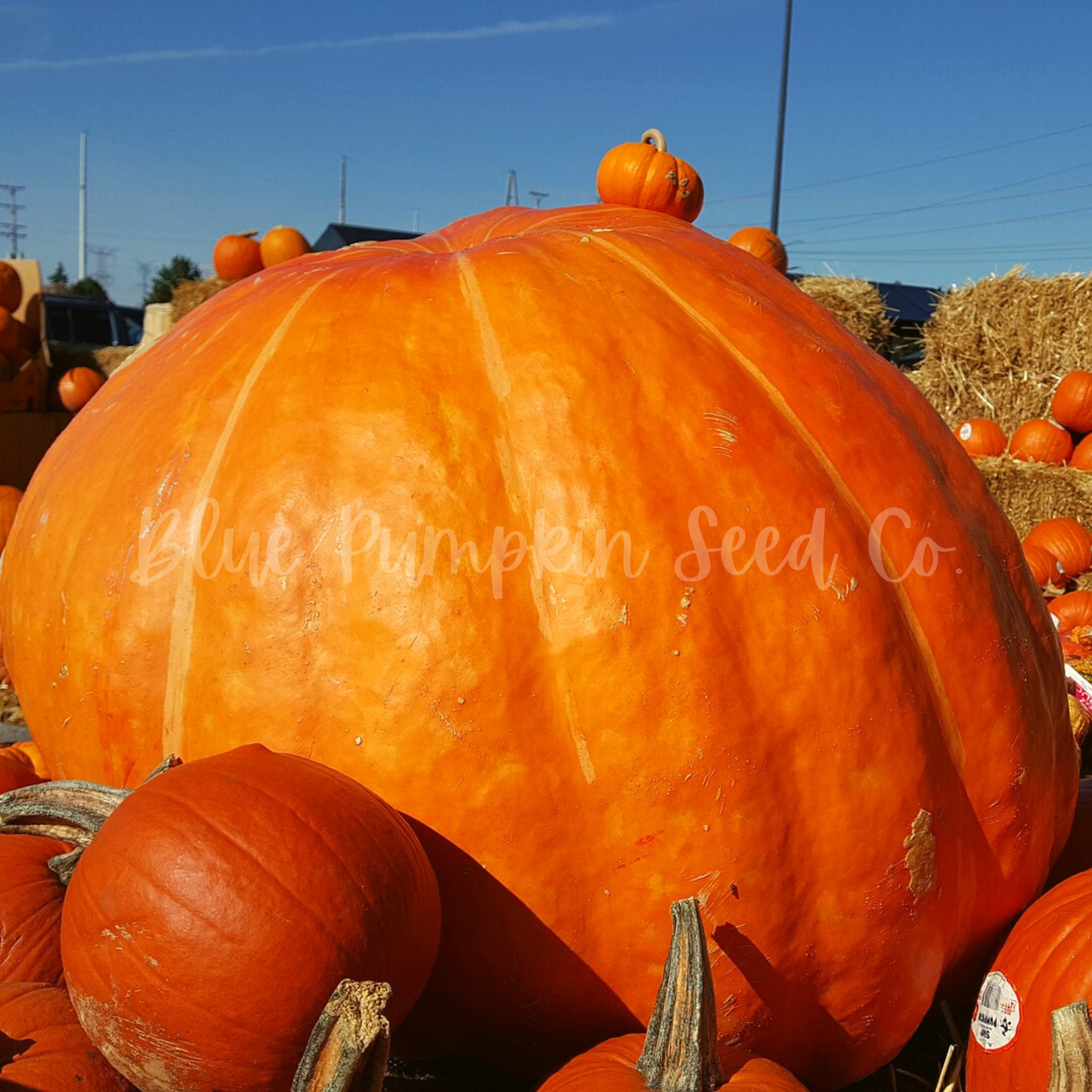 Mammoth Gold heirloom pumpkin seeds Native American squash Etsy