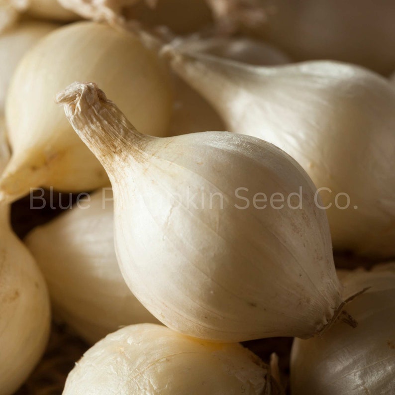 Blue Pumpkin Seed Co. Onion Seeds - Thumbnail 3