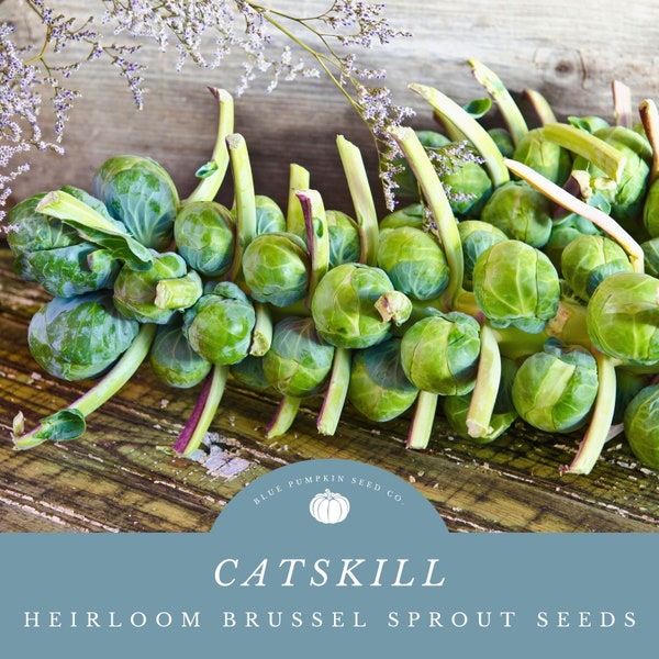 Catskill Brussels Sprouts Seeds -Grow Your Own Fall or Winter Harvest  - Compact Dwarf Brussels Sprouts