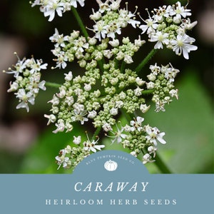 Caraway seeds for growing -Enhance Your Culinary Creations with Fresh Caraway Leaves and Flowers - Perfect for Savory Dishes!
