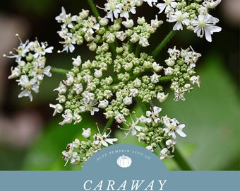 Op de afbeelding: Close-up van witte karwijbloemen met groene knoppen. De afbeelding bevat de tekst "Blue Pumpkin Seed Co." en "Caraway Heirloom Herb Seeds".