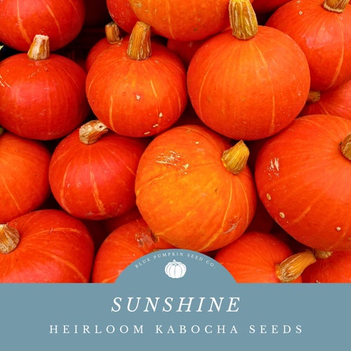 Sunshine Kabocha (F1/c.maxima) seeds: red kabocha, orange kabocha, kabocha seeds, kuri, squash, red squash, orange squash, non gmo,