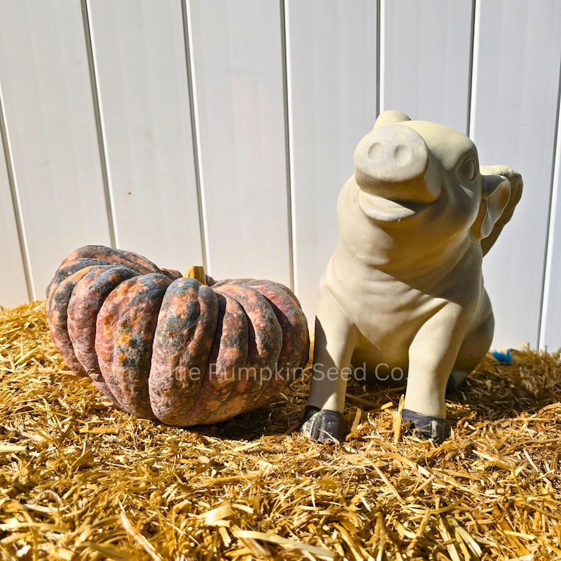 Several Chiriman pumpkins on a wooden table. One is sliced open, exposing the seed cavity inside.