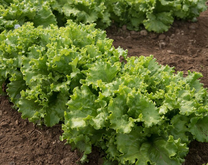 Starfighter Lettuce Seeds Tango Lettuce, Compact Lettuce, Frilly
