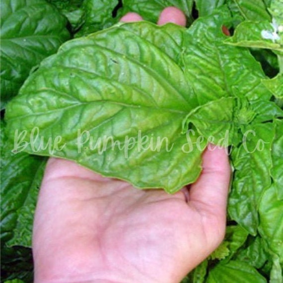Large Leaf Italian Basil Extra large basil Sweet basil Etsy