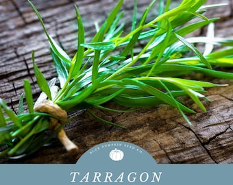Tarragon seeds: Armoise Âcre, Artemisia glauca, Dragonne, Estragon, Herbe Dragon, Herbe au Dragon, Little Dragon, Mugwort, Petit Dragon.