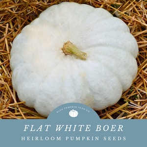 May include: A white, flat, heirloom pumpkin with a green stem. The pumpkin is sitting on a bed of straw. The text "FLAT WHITE BOER HEIRLOOM PUMPKIN SEEDS" is displayed below the pumpkin.