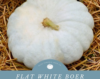 Semillas de calabaza Boer blancas planas: apilables, decorativas y duraderas: ¡perfectas para la decoración de otoño!