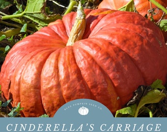 Cinderella's Carriage F1 Pumpkin Seeds: A Hybrid and Disease resistant variety of Cinderella Pumpkin