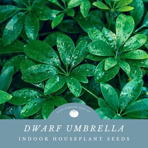 Dwarf Umbrella Tree seeds: Breath Cleaner Air By Growing Your Own Dwarf Umbrella Tree Houseplant