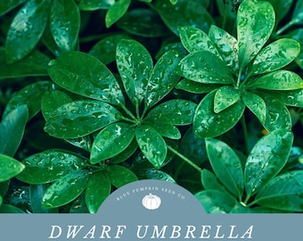Dwarf Umbrella Tree seeds: Breath Cleaner Air By Growing Your Own Dwarf Umbrella Tree Houseplant