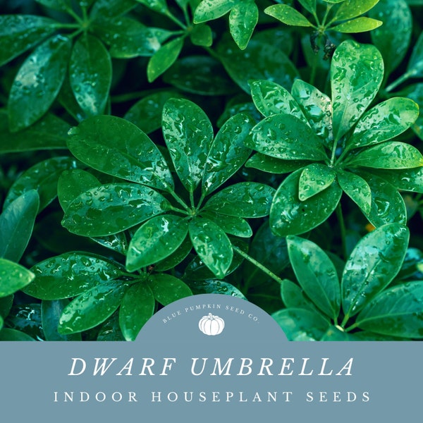 Dwarf Umbrella Tree seeds: Breath Cleaner Air By Growing Your Own Dwarf Umbrella Tree Houseplant