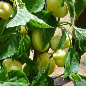A pepper plant loaded with white bell peppers.