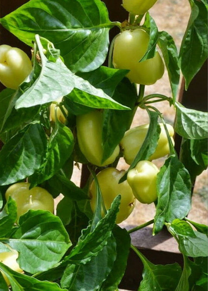 A pepper plant loaded with white bell peppers.