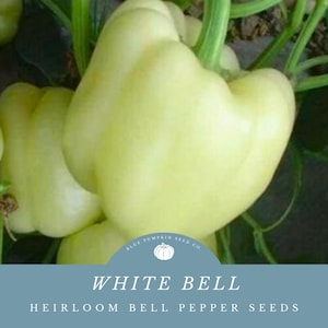 White Bell Pepper seeds: White bell pepper, albino bell pepper, bell pepper seeds, white chili pepper, pepper seeds, gardening