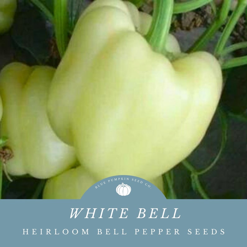 White Bell peppers still on the plant