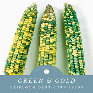 May include: Three ears of green and gold heirloom dent corn. The corn kernels are a mix of green and yellow.