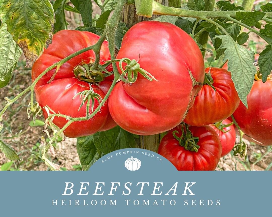 Beefsteak Tomato Seeds Perfect for Containers or Raised Beds Grow Your