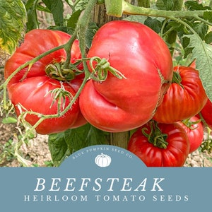 Beefsteak Tomato Seeds - Perfect for Containers or Raised Beds - Grow Your Own Fresh, Juicy Tomatoes!