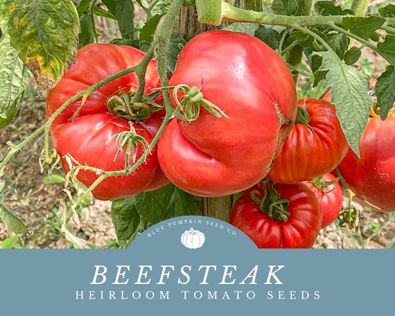 Beefsteak Tomato Seeds Perfect for Containers or Raised Beds Grow