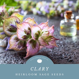 May include: Close-up of a sprig of pink and green clary sage flowers with a bottle of essential oil and a logo that says "Blue Pumpkin Seed Co. Clary Heirloom Sage Seeds".