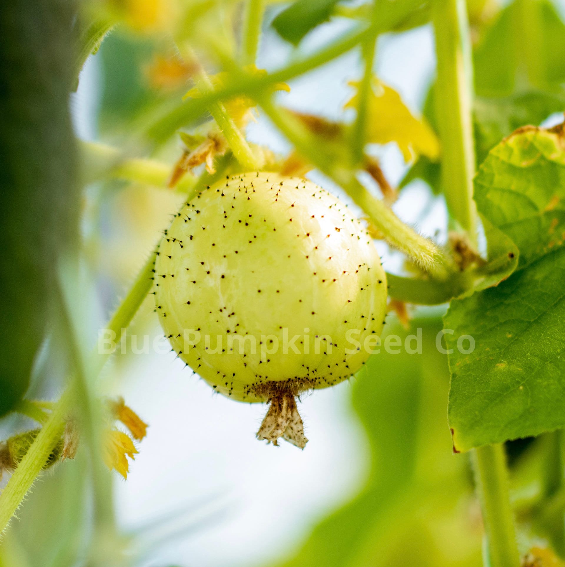 Lemon Cucumber Seeds | Heirloom – Murray Seed Co Lemon Cucumber Seeds | Heirloom – Murray Seed Co