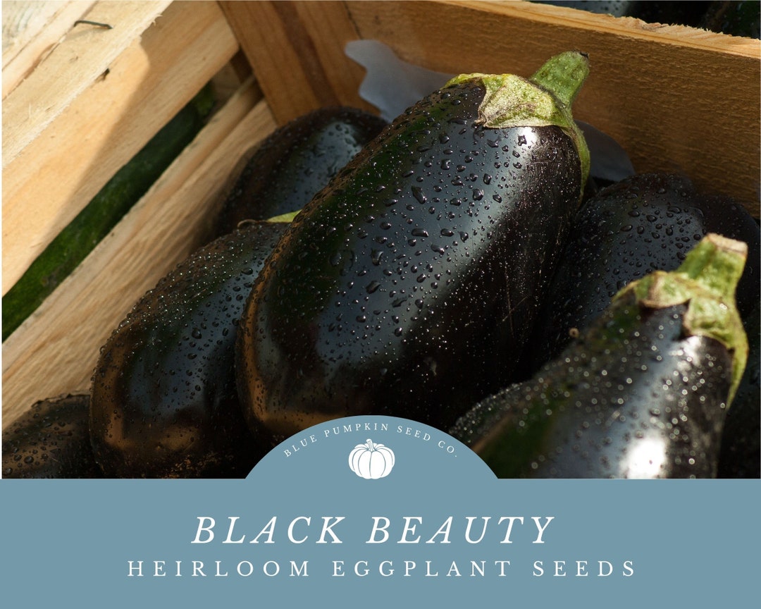Black Beauty Eggplant Seeds Grow Your Own Rich and Meaty Black Beauty