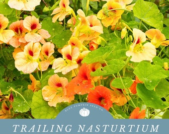35+ Nasturtium Night And Day Flower Seeds Mix - Re-Seeding Annual, Deer Resistant, Full Sun Or Part Shade, USA Grown