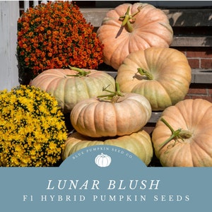 May include: A group of six pale orange pumpkins with green stems, arranged on a brick staircase. The pumpkins are surrounded by yellow and orange mums. The text "LUNAR BLUSH F1 HYBRID PUMPKIN SEEDS" is displayed on a blue background with a white circle containing a pumpkin graphic and the text "BLUE PUMPKIN SEED CO."