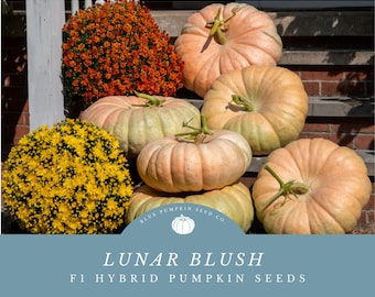 Lunar Blush F1 Pumpkin Seeds: Grow Elegant Salmon and Seafoam Green Large Flat Stacker Pumpkins! - Disease Resistant!