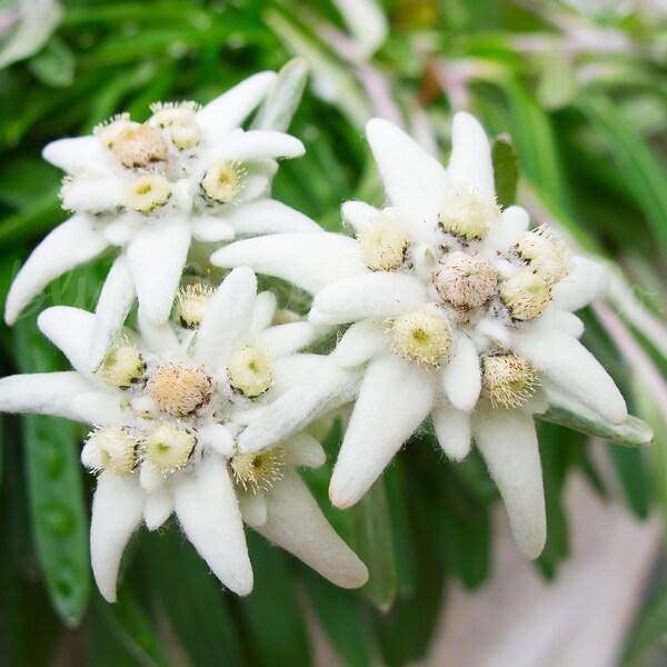 Edelweiss Flowers Etsy