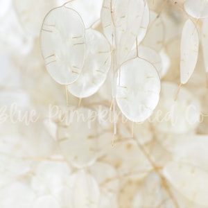 A close-up of the thin transparent dried leaves of the Money plant (Honesty plant, Silver Pennies, Moon Plant, Lunaria).