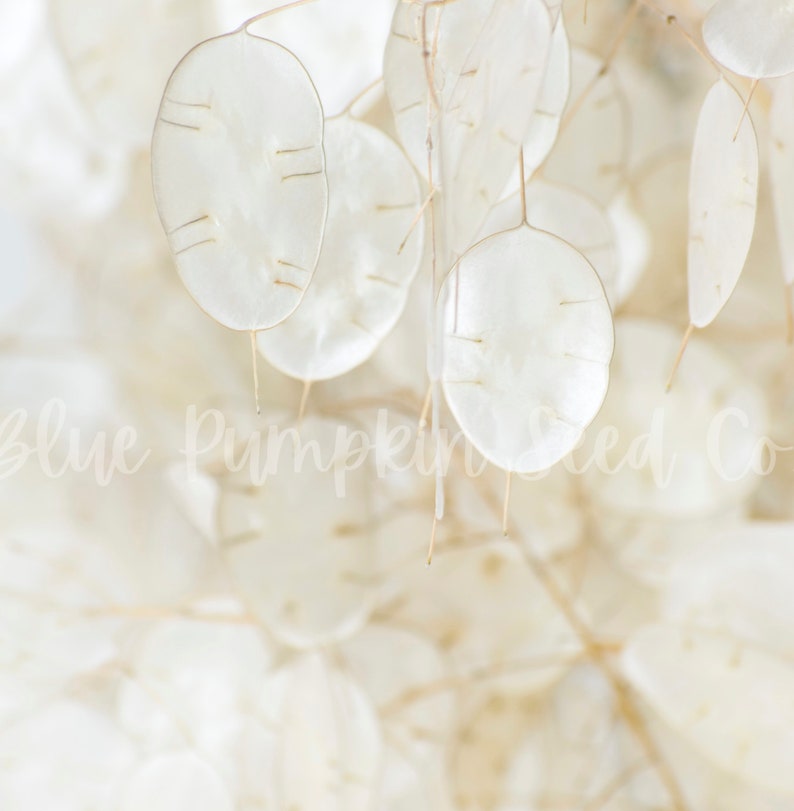 A close-up of the thin transparent dried leaves of the Money plant (Honesty plant, Silver Pennies, Moon Plant, Lunaria).