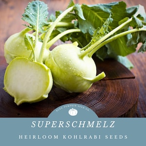 Superschmelz Kohlrabi seeds: Giant white kohlrabi, German heirloom vegetable, German Turnip, Cabbage Turnip, heirloom vegetable seeds