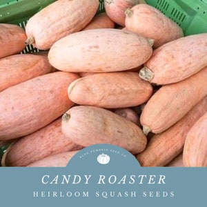 May include: A close-up shot of several oblong, light pink Candy Roaster heirloom squash. The squash are piled together in a green bin. The image includes a blue banner with the text "Candy Roaster Heirloom Squash Seeds" and a pumpkin logo.