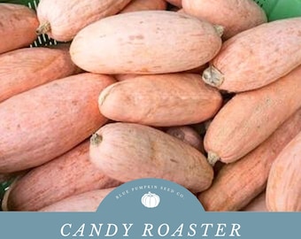 Candy Roaster Squash Seeds:  A Rare and Unique Banana Shaped Squash with Sweet Flavor