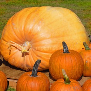 A large Dills Atalantic Giant pumpkin next to several smaller pumpkins.