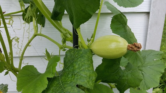 Spaghetti Squash Seeds Vegetable Spaghetti Yellow Squash Etsy