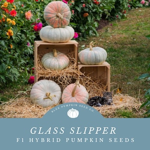May include: Five pumpkins in various shades of white, gray, and pink are arranged in wooden crates with straw. The pumpkins are labeled "Glass Slipper F1 Hybrid Pumpkin Seeds" with a logo of a pumpkin in a blue circle.