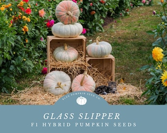 Semillas de calabaza Glass Slipper F1: Calabazas Marbled Stacker en diferentes tonos de salmón, melocotón, azul bebé, gris y verde espuma de mar.
